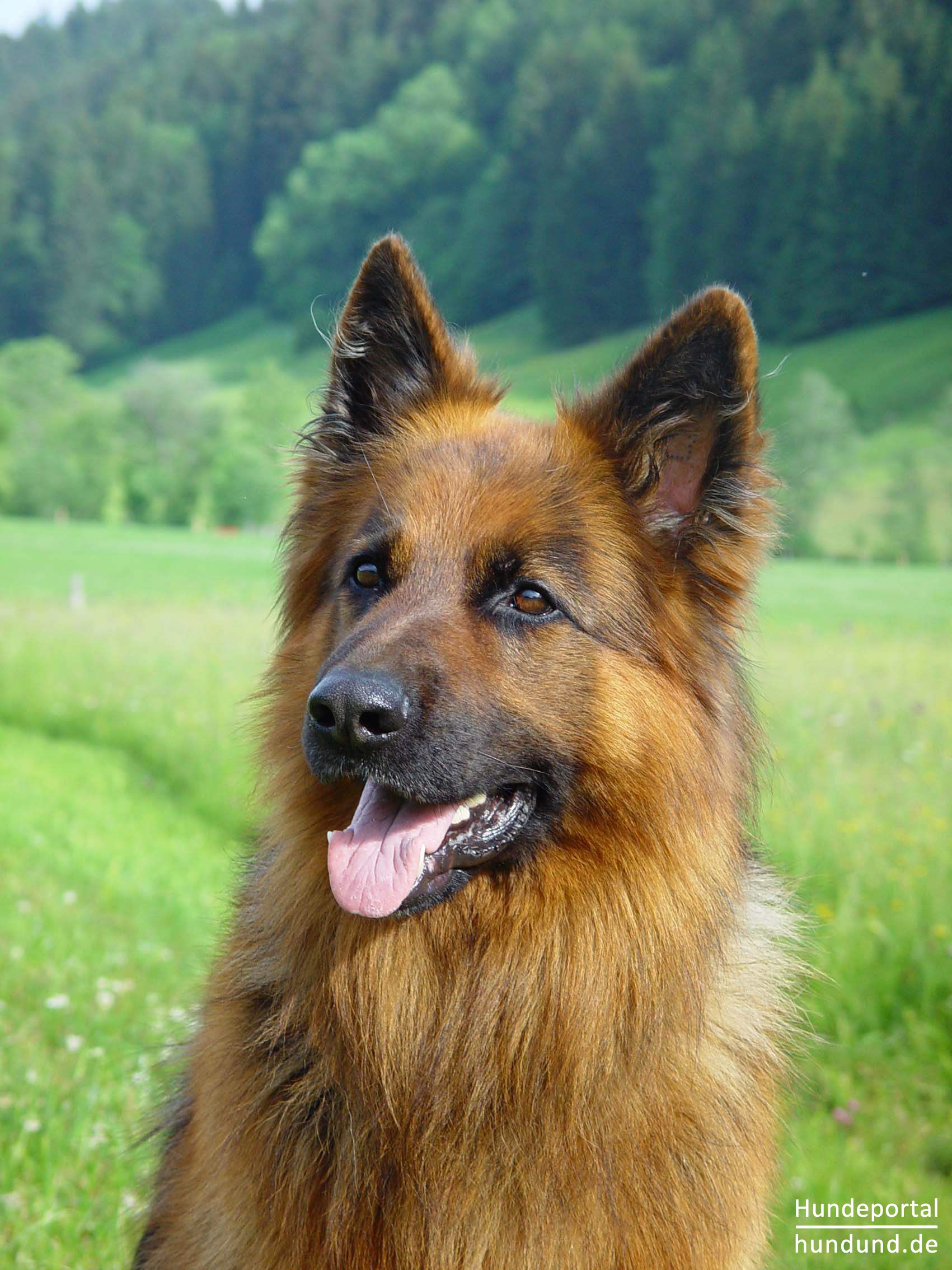 Deutscher Schäferhund Brauner langhaariger Schlag Foto 37899 - hundund.de