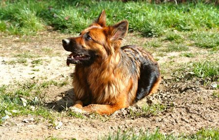 Deutscher Schäferhund Brauner langhaariger Schlag Schlammbad - ein Genuß für unsere Gina