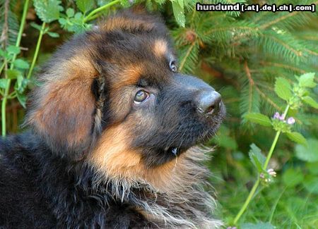 Deutscher Schäferhund Brauner langhaariger Schlag Hunde Foto 15081 in höherer Auflösung ansehen Deutscher Schäferhund Brauner langhaariger Schlag Aiko 8 Wochen alt