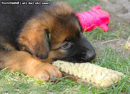 Deutscher Schäferhund Brauner langhaariger Schlag Aiko 8 Wochen alt