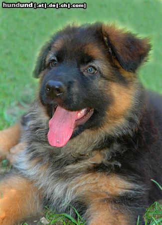Deutscher Schäferhund Brauner langhaariger Schlag Hunde Foto 15084 in höherer Auflösung ansehen Deutscher Schäferhund Brauner langhaariger Schlag Aiko 8 Wochen alt