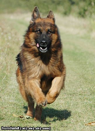 Deutscher Schäferhund Brauner langhaariger Schlag Hunde Foto 14854 in höherer Auflösung ansehen Deutscher Schäferhund Brauner langhaariger Schlag Toro