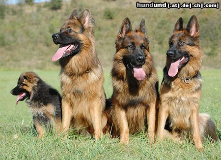 Deutscher Schäferhund Brauner langhaariger Schlag Einer schöner als der andere... leider nicht meine ;-)