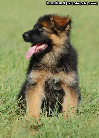Deutscher Schäferhund Brauner langhaariger Schlag Hunde Foto 14823 in höherer Auflösung ansehen Deutscher Schäferhund Brauner langhaariger Schlag Aaron - 10 Wochen alt
