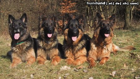 Deutscher Schäferhund Brauner langhaariger Schlag Hunde Foto 9993 Deutscher Schäferhund Brauner langhaariger Schlag Unsere 4 Racker