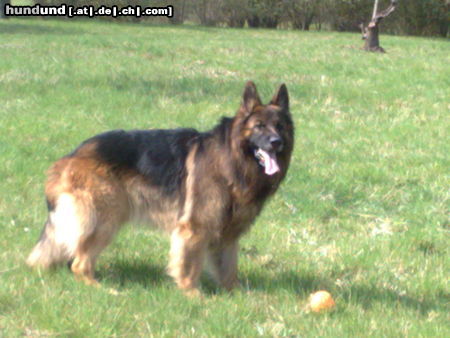 Deutscher Schäferhund Brauner langhaariger Schlag Pasha