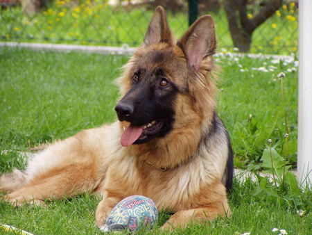 Deutscher Schäferhund Brauner langhaariger Schlag Meine schöne Diva 