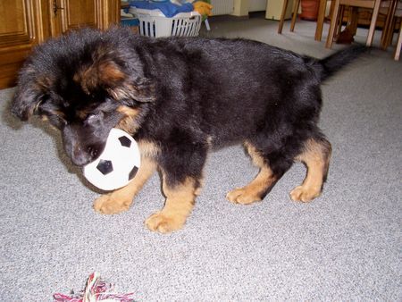 Deutscher Schäferhund Brauner langhaariger Schlag Bayluna