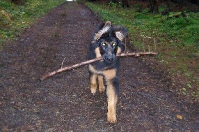 Deutscher Schäferhund Brauner langhaariger Schlag Bayluna 19 Wochen alt