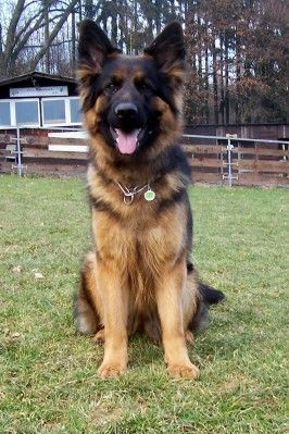 Deutscher Schäferhund Brauner langhaariger Schlag