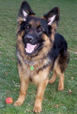 Deutscher Schäferhund Brauner langhaariger Schlag