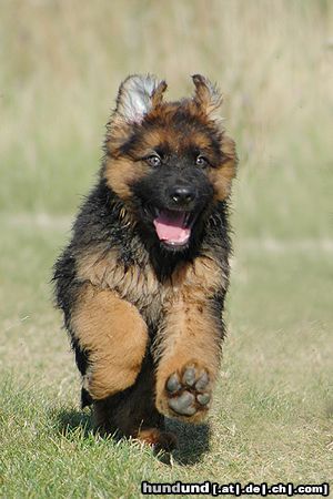 Deutscher Schäferhund Brauner langhaariger Schlag 10 Wochen alter Langhaar-DSH Aaron