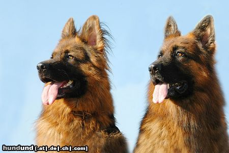 Deutscher Schäferhund Brauner langhaariger Schlag Hunde Foto 15074 in höherer Auflösung ansehen Deutscher Schäferhund Brauner langhaariger Schlag Toro und Basco in der Abendsonne