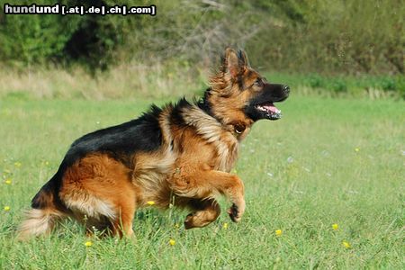 Deutscher Schäferhund Brauner langhaariger Schlag Hunde Foto 15073 in höherer Auflösung ansehen Deutscher Schäferhund Brauner langhaariger Schlag Toro