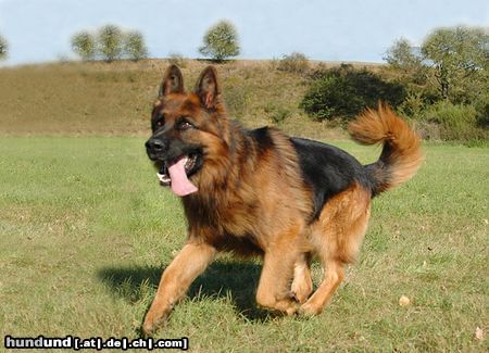 Deutscher Schäferhund Brauner langhaariger Schlag Hunde Foto 15071 in höherer Auflösung ansehen Deutscher Schäferhund Brauner langhaariger Schlag Basco