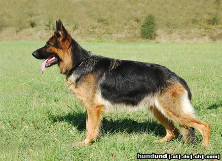Deutscher Schäferhund Brauner langhaariger Schlag Hunde Foto 15070 in höherer Auflösung ansehen Deutscher Schäferhund Brauner langhaariger Schlag Kessy