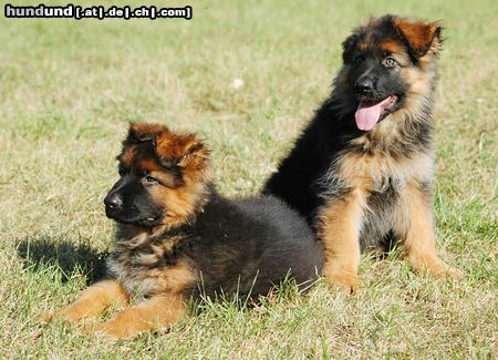 Deutscher Schäferhund Brauner langhaariger Schlag Hunde Foto 15069 in höherer Auflösung ansehen Deutscher Schäferhund Brauner langhaariger Schlag Aiko und Aaron 10 Wochen alt