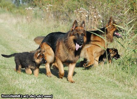 Deutscher Schäferhund Brauner langhaariger Schlag Hunde Foto 15068 in höherer Auflösung ansehen Deutscher Schäferhund Brauner langhaariger Schlag Familienausflug