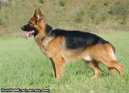 Deutscher Schäferhund Brauner langhaariger Schlag Hunde Foto 15067 in höherer Auflösung ansehen Deutscher Schäferhund Brauner langhaariger Schlag Toro