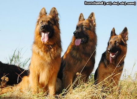 Deutscher Schäferhund Brauner langhaariger Schlag Hunde Foto 15066 in höherer Auflösung ansehen Deutscher Schäferhund Brauner langhaariger Schlag Toro, Basco und Kessy