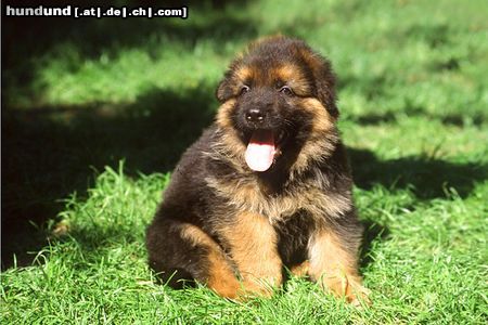 Deutscher Schäferhund Brauner langhaariger Schlag Hunde Foto 15072 in höherer Auflösung ansehen Deutscher Schäferhund Brauner langhaariger Schlag Aiko 6 Wochen alt