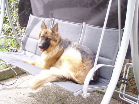 Deutscher Schäferhund Brauner langhaariger Schlag Diva nimmt ein Sonnenbad! :D