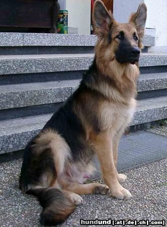Deutscher Schäferhund Brauner langhaariger Schlag Hunde Foto 8042 Deutscher Schäferhund Brauner langhaariger Schlag HI! Ich bin Rex, komm ich jetzt ins Fernsehen..