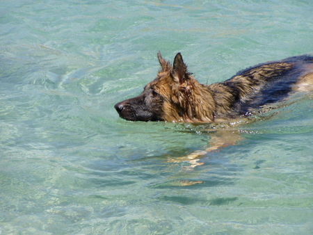 Deutscher Schäferhund Brauner langhaariger Schlag Diva beim baden :)