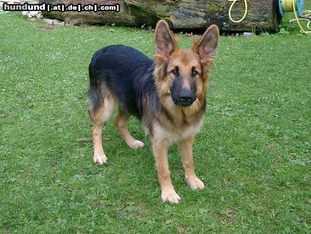 Deutscher Schäferhund Brauner langhaariger Schlag Hunde Foto 8043 Deutscher Schäferhund Brauner langhaariger Schlag Rex von Ottobrunn