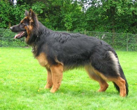 Deutscher Schäferhund Brauner langhaariger Schlag Bayluna vom Gründauer Tal