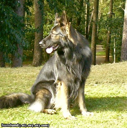 Deutscher Schäferhund Brauner langhaariger Schlag Hunde Foto 20125 Deutscher Schäferhund Brauner langhaariger Schlag Sam 6 Jahre
