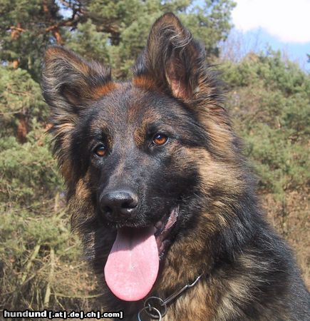 Deutscher Schäferhund Brauner langhaariger Schlag Hunde Foto 9994 Deutscher Schäferhund Brauner langhaariger Schlag Kimberly vom Hause Asko