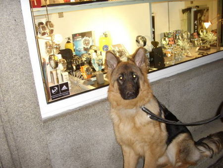 Deutscher Schäferhund Brauner langhaariger Schlag Hunde Foto 29182 Deutscher Schäferhund Brauner langhaariger Schlag Diva beim shoppen ;-)