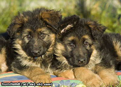 Deutscher Schäferhund Brauner langhaariger Schlag Hunde Foto 26673 in höherer Auflösung ansehen Deutscher Schäferhund Brauner langhaariger Schlag Geschwisterliebe