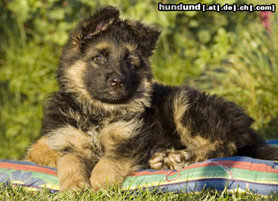 Deutscher Schäferhund Brauner langhaariger Schlag Hunde Foto 26674 in höherer Auflösung ansehen Deutscher Schäferhund Brauner langhaariger Schlag Tyson