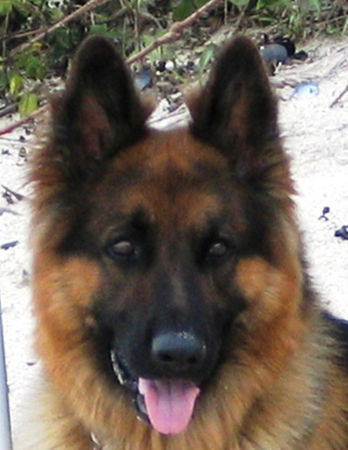 Deutscher Schäferhund Brauner langhaariger Schlag Hunde Foto 29747 in höherer Auflösung ansehen Deutscher Schäferhund Brauner langhaariger Schlag My dog ARES
