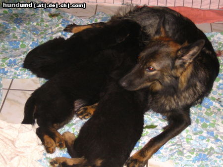 Deutscher Schäferhund Brauner langhaariger Schlag Hunde Foto 25705 in höherer Auflösung ansehen Deutscher Schäferhund Brauner langhaariger Schlag Burberry mit Ihren Jungen (8 Wochen) verkauft