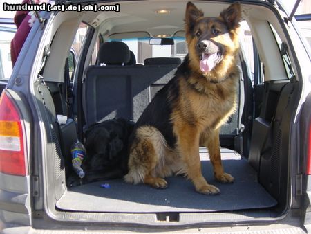 Deutscher Schäferhund Brauner langhaariger Schlag Hunde Foto 8183 Deutscher Schäferhund Brauner langhaariger Schlag Rex (und Ladrador Frederik): TAXI !!!
