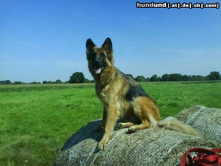 Deutscher Schäferhund Brauner langhaariger Schlag Cello von Wizzardshof