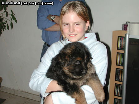 Deutscher Schäferhund Brauner langhaariger Schlag Kandy's Baby