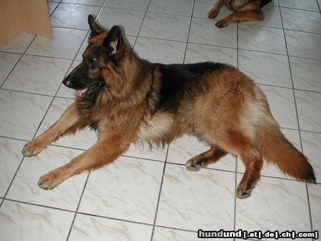 Deutscher Schäferhund Brauner langhaariger Schlag Mac der stolze Vater der Jungen vom 6.11.05