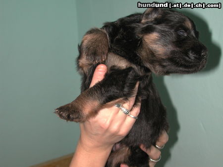 Deutscher Schäferhund Brauner langhaariger Schlag Hunde Foto 25711 in höherer Auflösung ansehen Deutscher Schäferhund Brauner langhaariger Schlag Welpe von Kandy