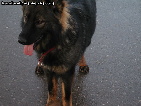 Deutscher Schäferhund Brauner langhaariger Schlag Hunde Foto 26483 in höherer Auflösung ansehen Deutscher Schäferhund Brauner langhaariger Schlag Burberry