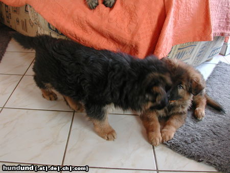 Deutscher Schäferhund Brauner langhaariger Schlag Hunde Foto 25712 in höherer Auflösung ansehen Deutscher Schäferhund Brauner langhaariger Schlag Welpe von Kandy