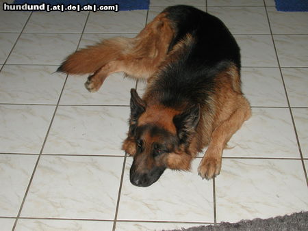 Deutscher Schäferhund Brauner langhaariger Schlag Mac 