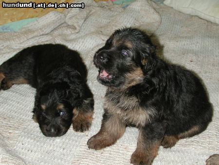 Deutscher Schäferhund Brauner langhaariger Schlag Hunde Foto 25713 in höherer Auflösung ansehen Deutscher Schäferhund Brauner langhaariger Schlag Welpe von Kandy