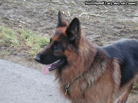Deutscher Schäferhund Brauner langhaariger Schlag Mac 