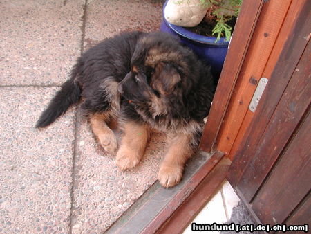 Deutscher Schäferhund Brauner langhaariger Schlag Kandy's Baby