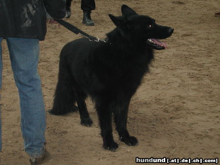 Deutscher Schäferhund Brauner langhaariger Schlag Hunde Foto 26489 in höherer Auflösung ansehen Deutscher Schäferhund Brauner langhaariger Schlag Burberrys Vater