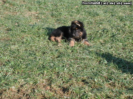 Deutscher Schäferhund Brauner langhaariger Schlag Hunde Foto 25714 in höherer Auflösung ansehen Deutscher Schäferhund Brauner langhaariger Schlag Welpe von Kandy